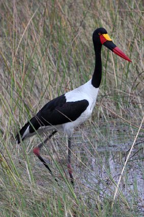 Saddle-billed Stork