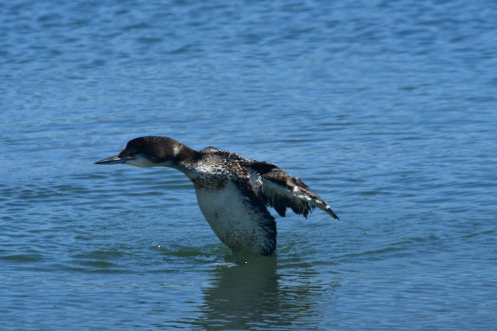 same-procedure-birdforum