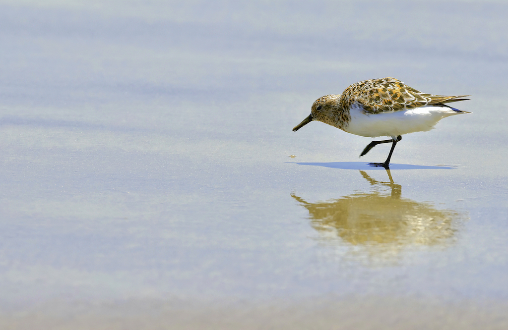 Sanderling (male).jpg 