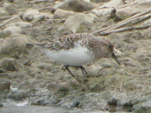 Sanderling