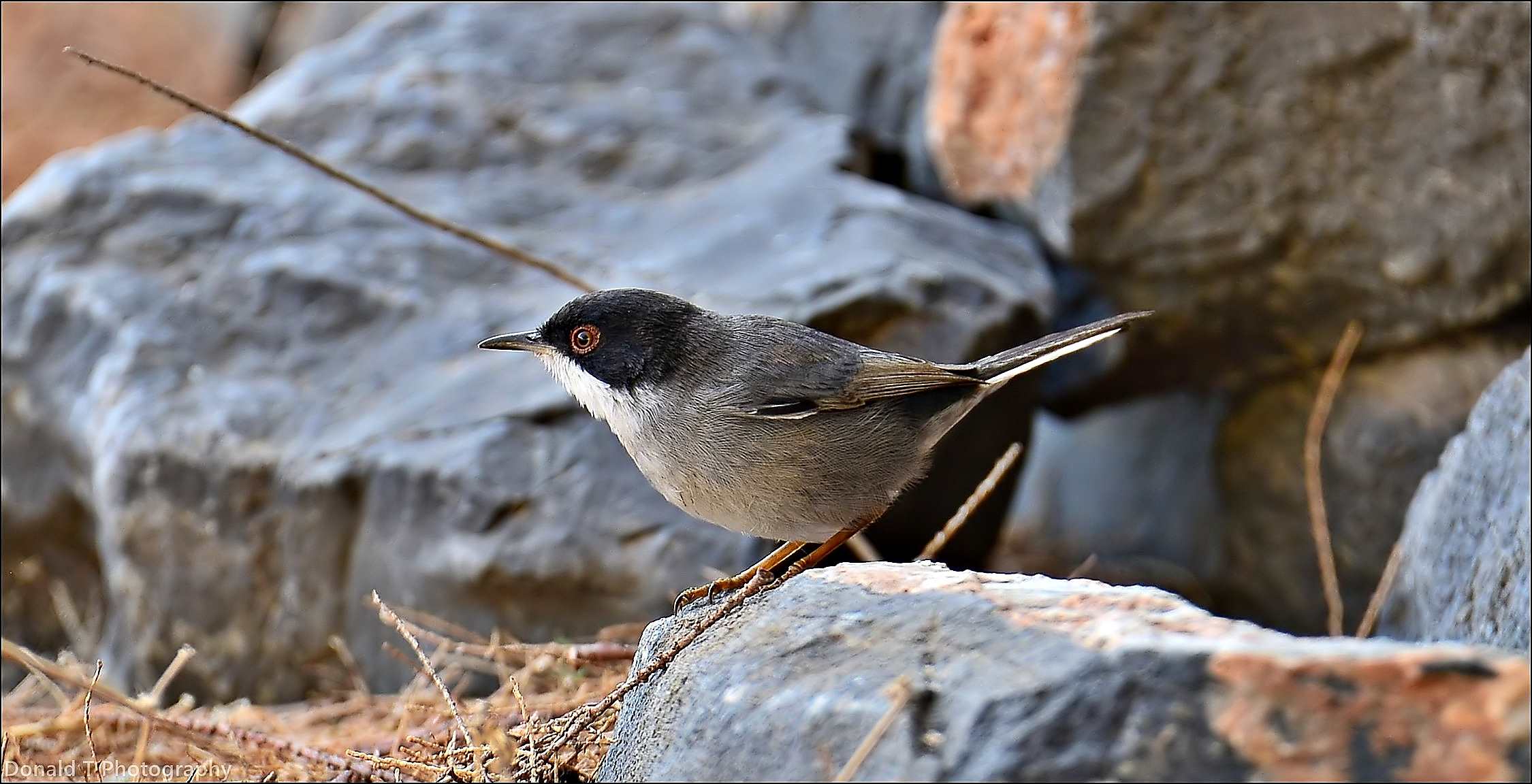 Sardinian Warbler