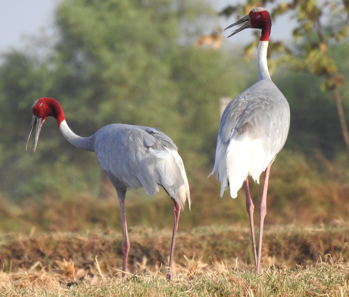 Sarus Crane Pair | BirdForum