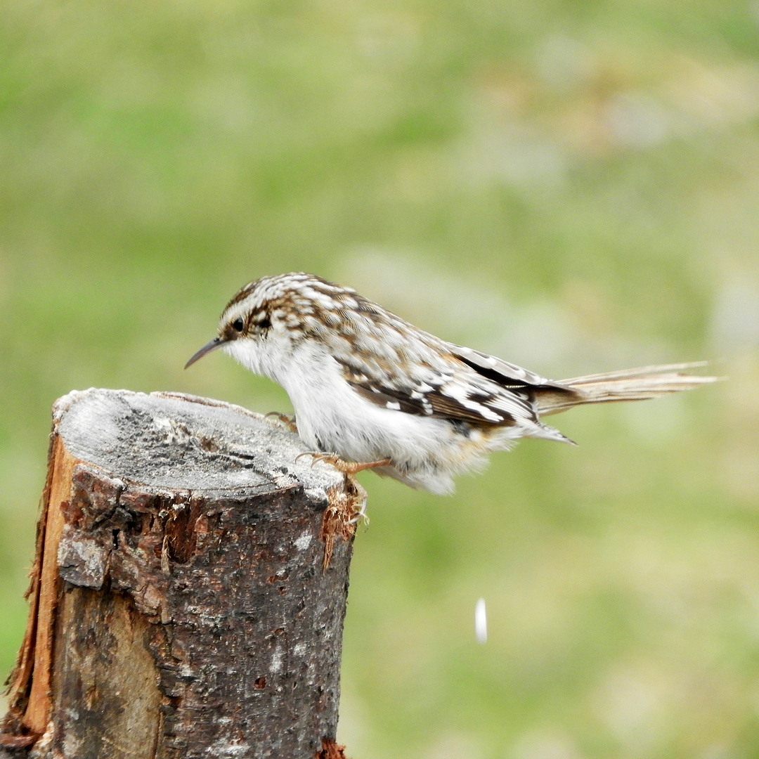 SAT FUN-Brown Creeper