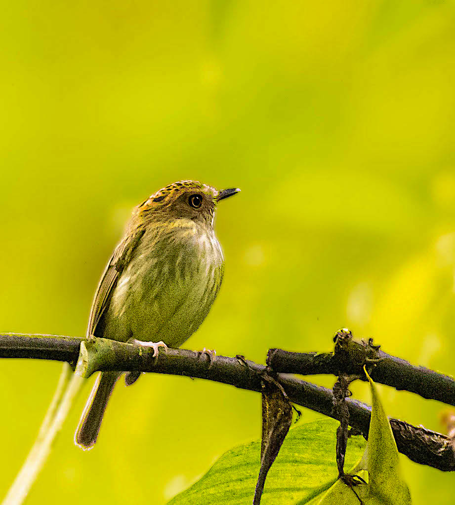 Scale-crested Pygmy-tyrant