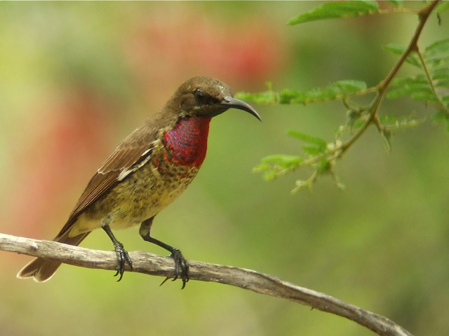 Scarlet-chested Sunbird