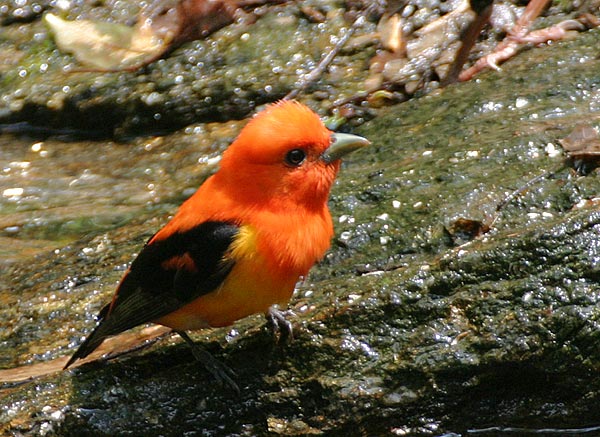 Scarlet Tanager orange variant