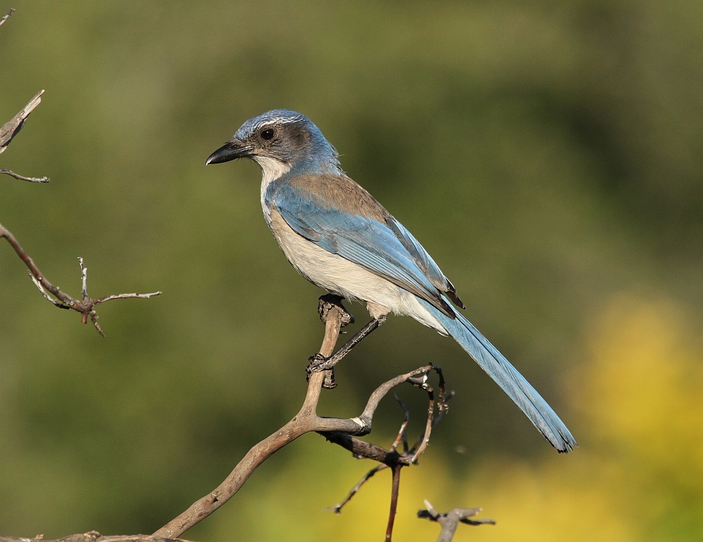 Scrub Jay