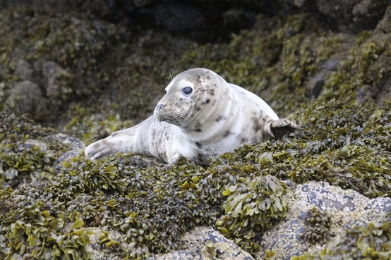 Seal Pup