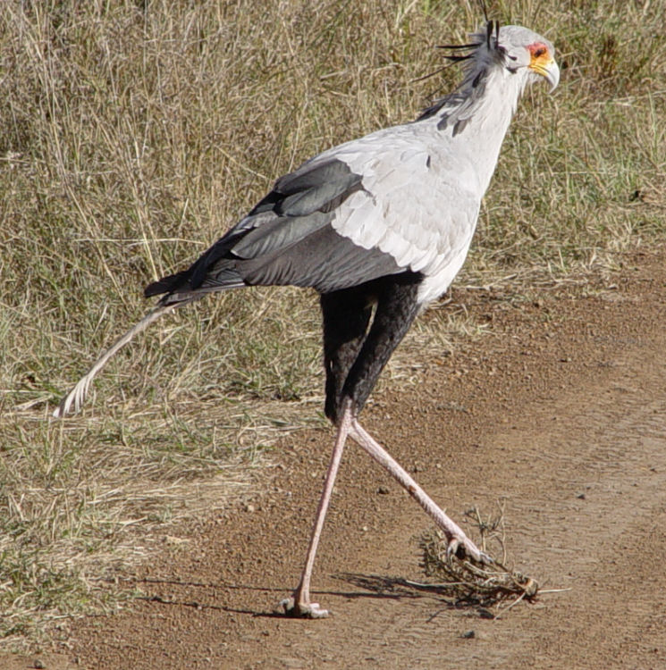 Secretary Bird