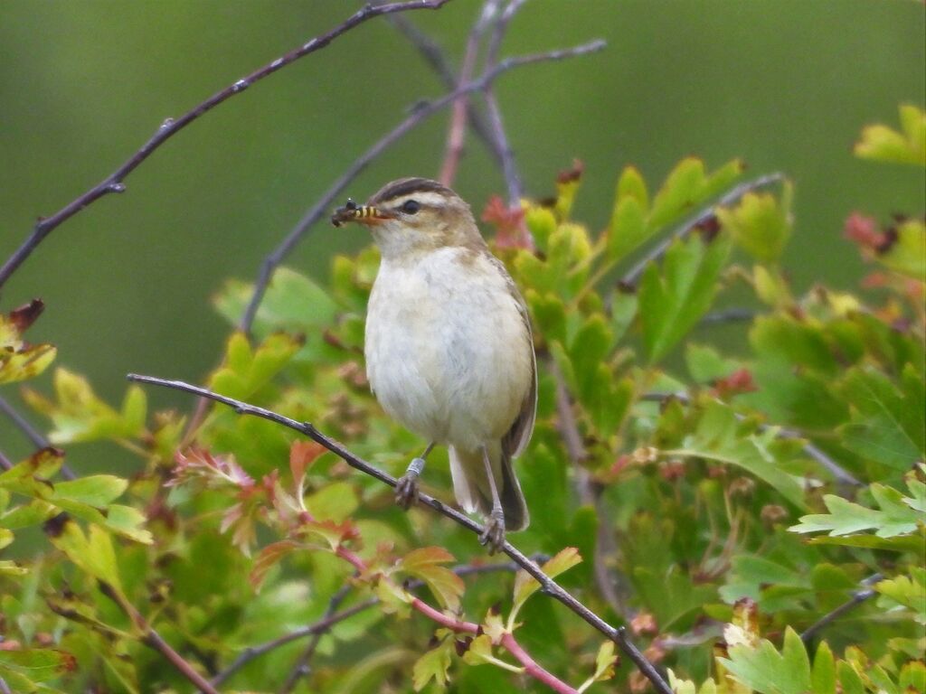 Sedge Warbler 