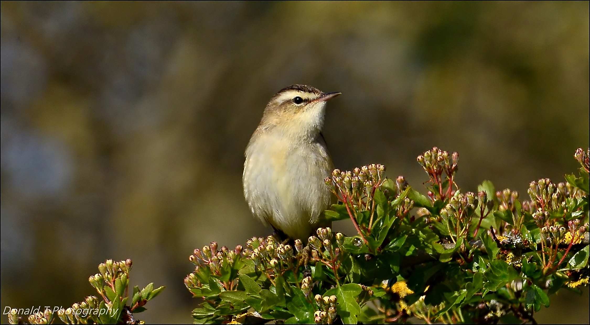 Sedge Warbler | BirdForum