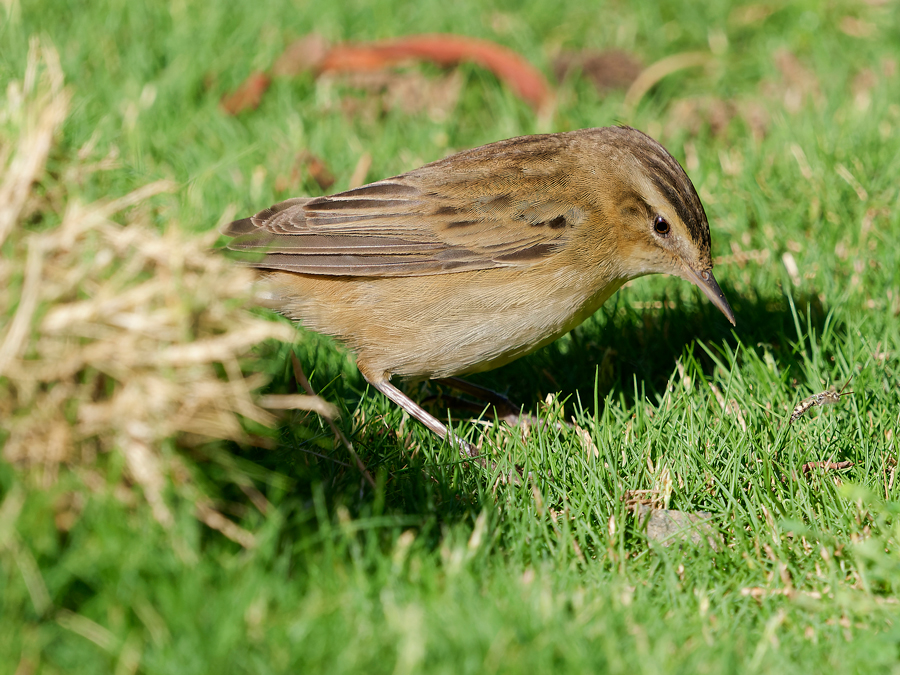 Sedge warbler