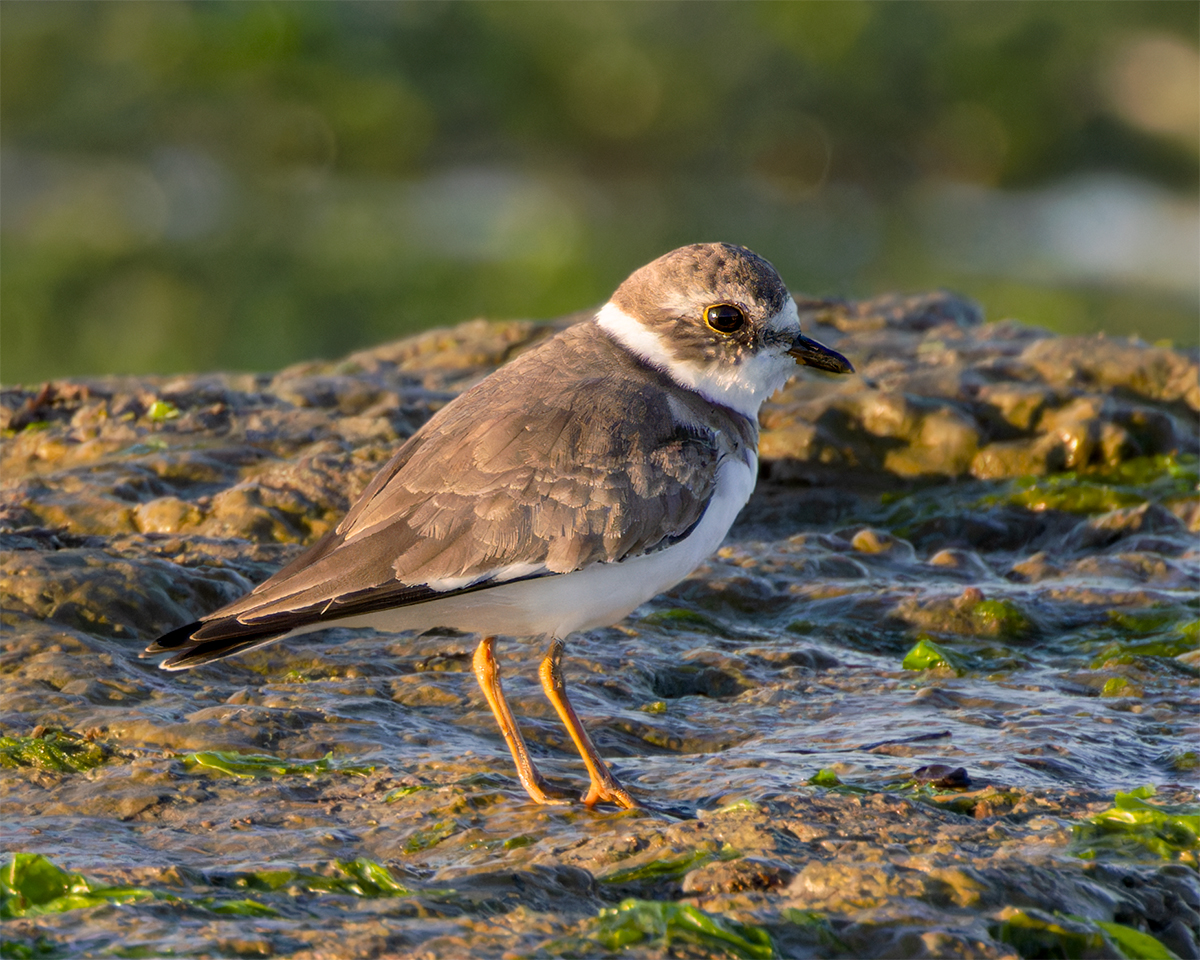 Semipalmated Plover