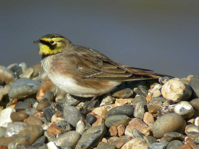 Shore Lark