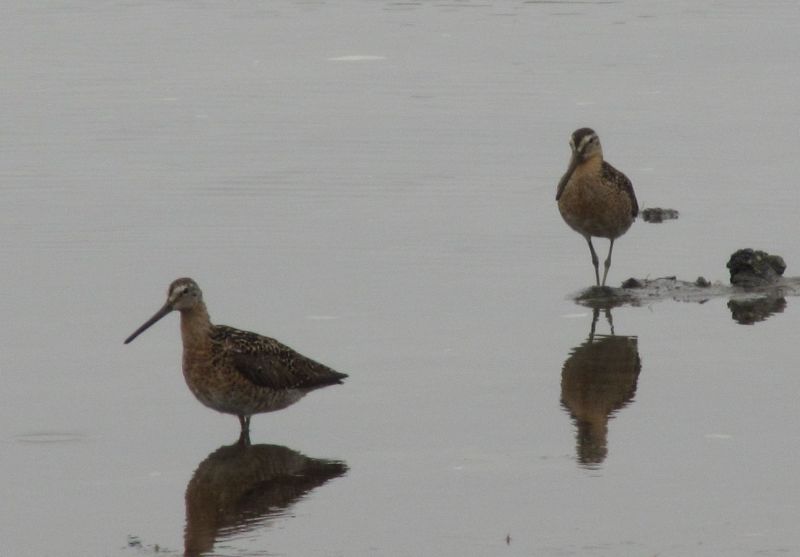 Short-billed Dowitcher