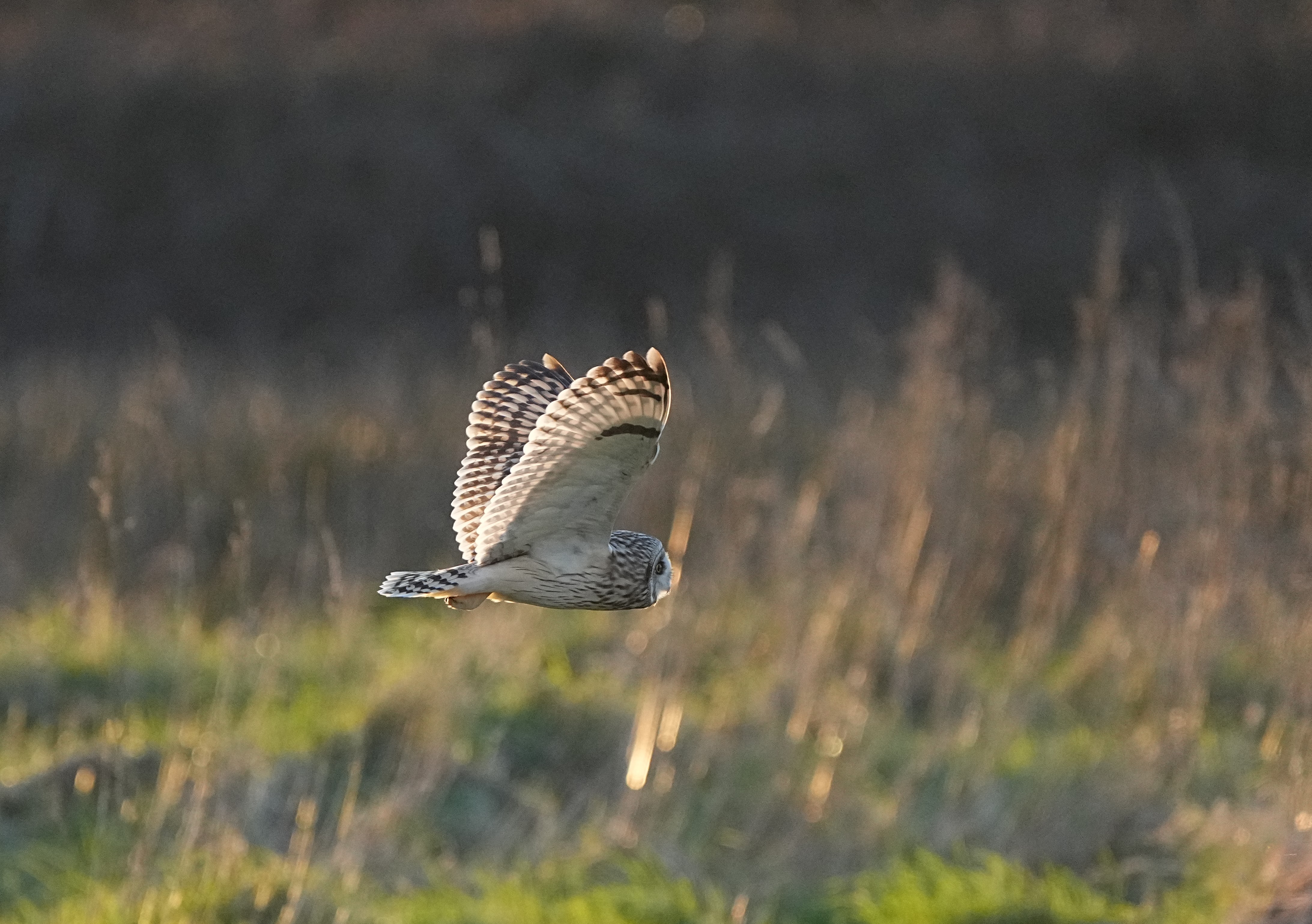 Short Eared Owl