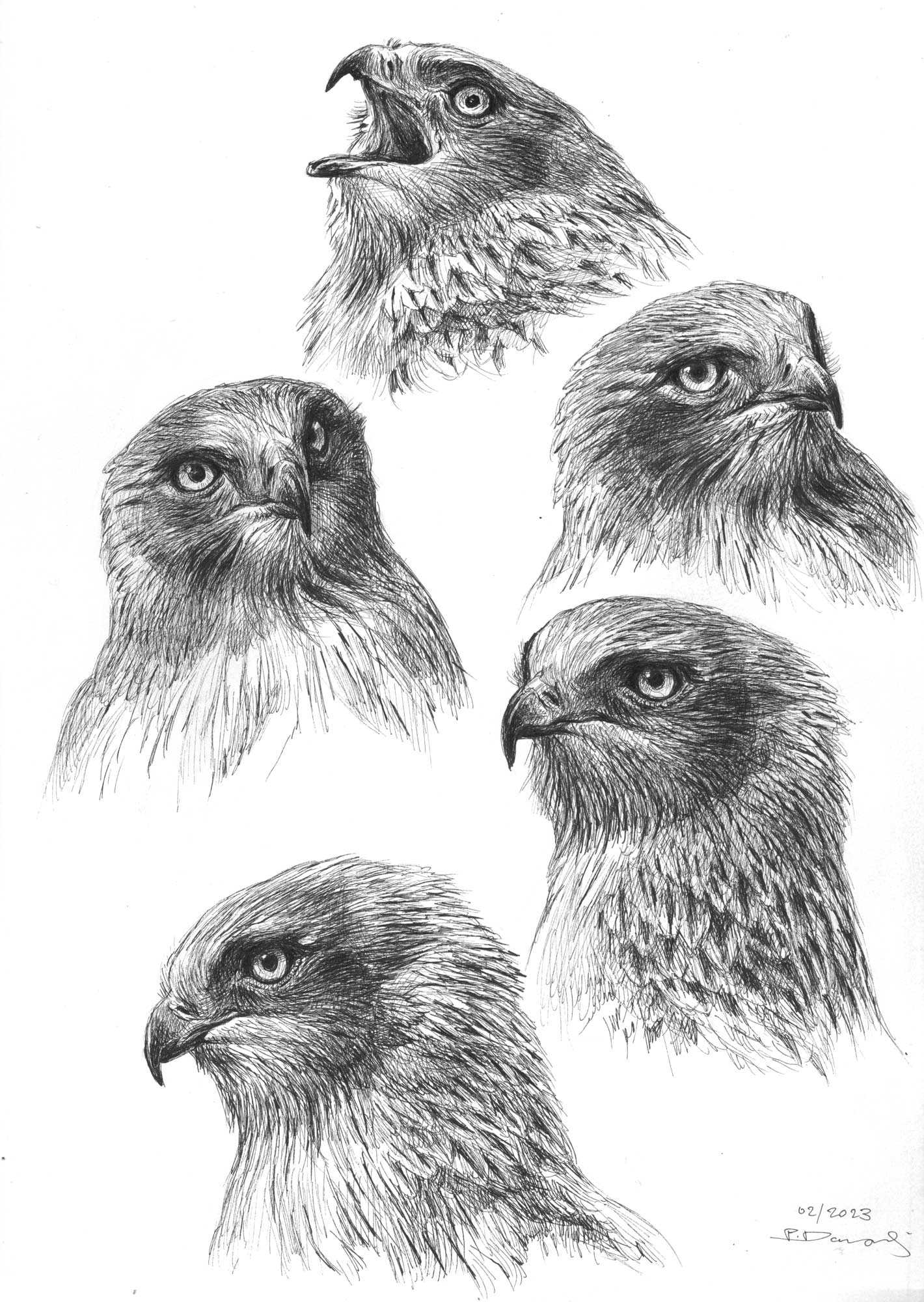 SHORT-TOED-EAGLE-PORTRAITS.jpg