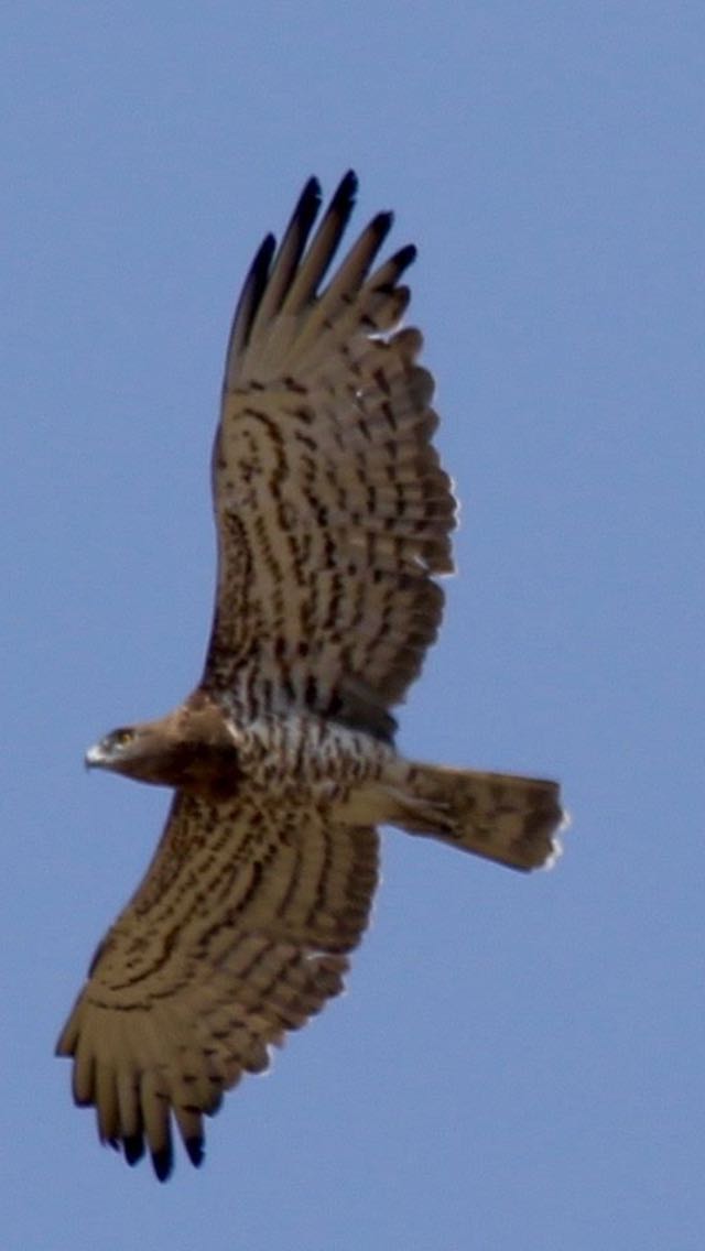 Short toed Snake Eagle | BirdForum