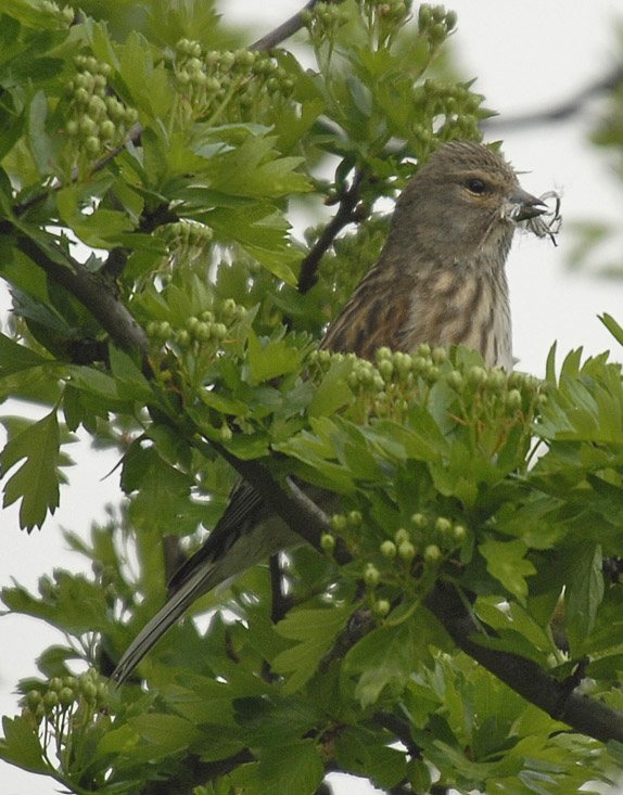 Shy hen Linnet (I think?)