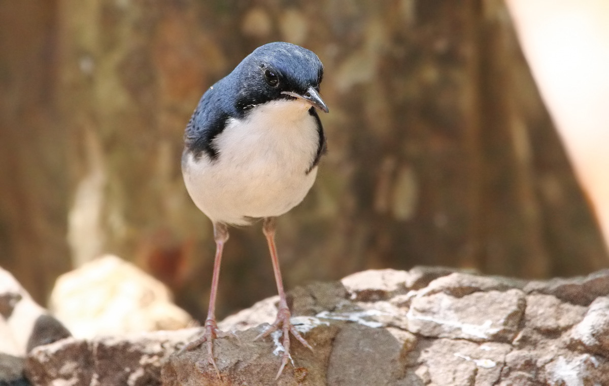 Siberian Blue Robin