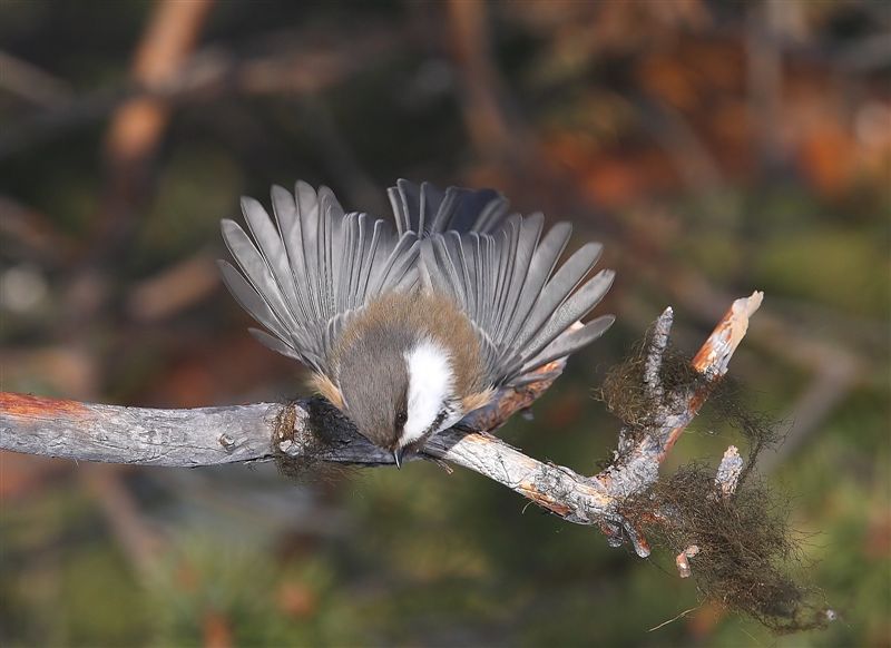 Siberian Tit