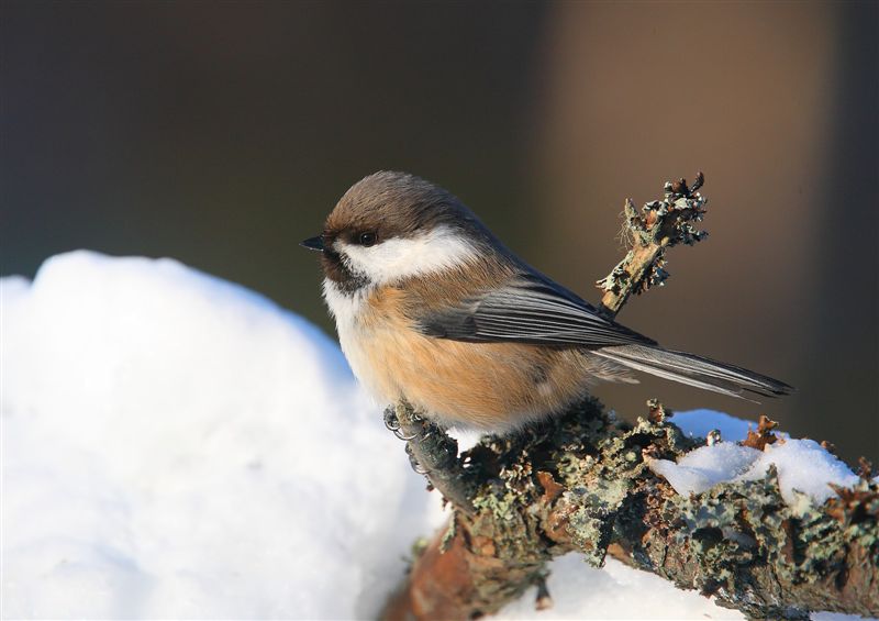 Siberian Tit