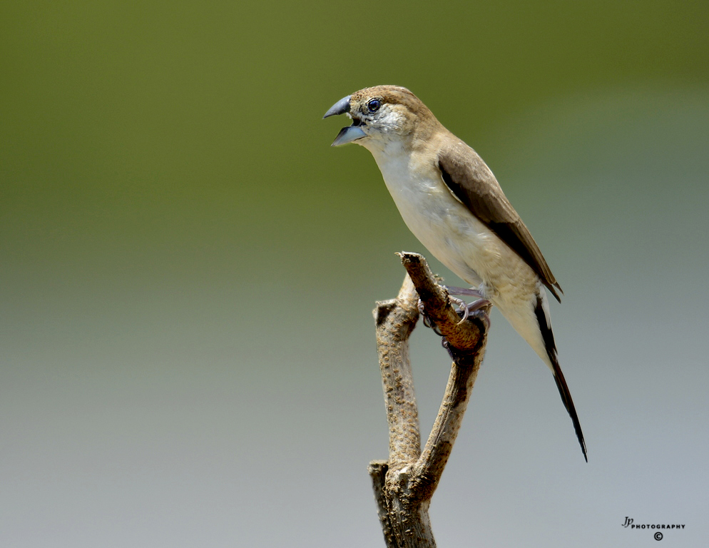 Silverbill