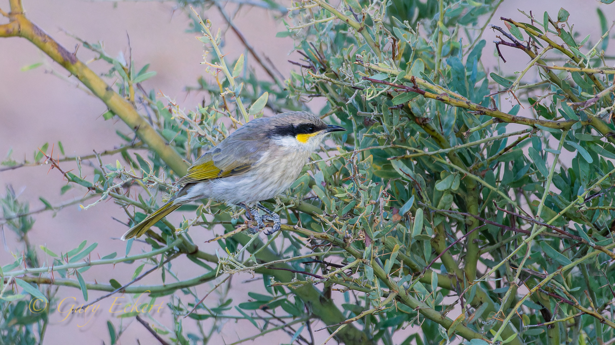 Singing Honeyeater