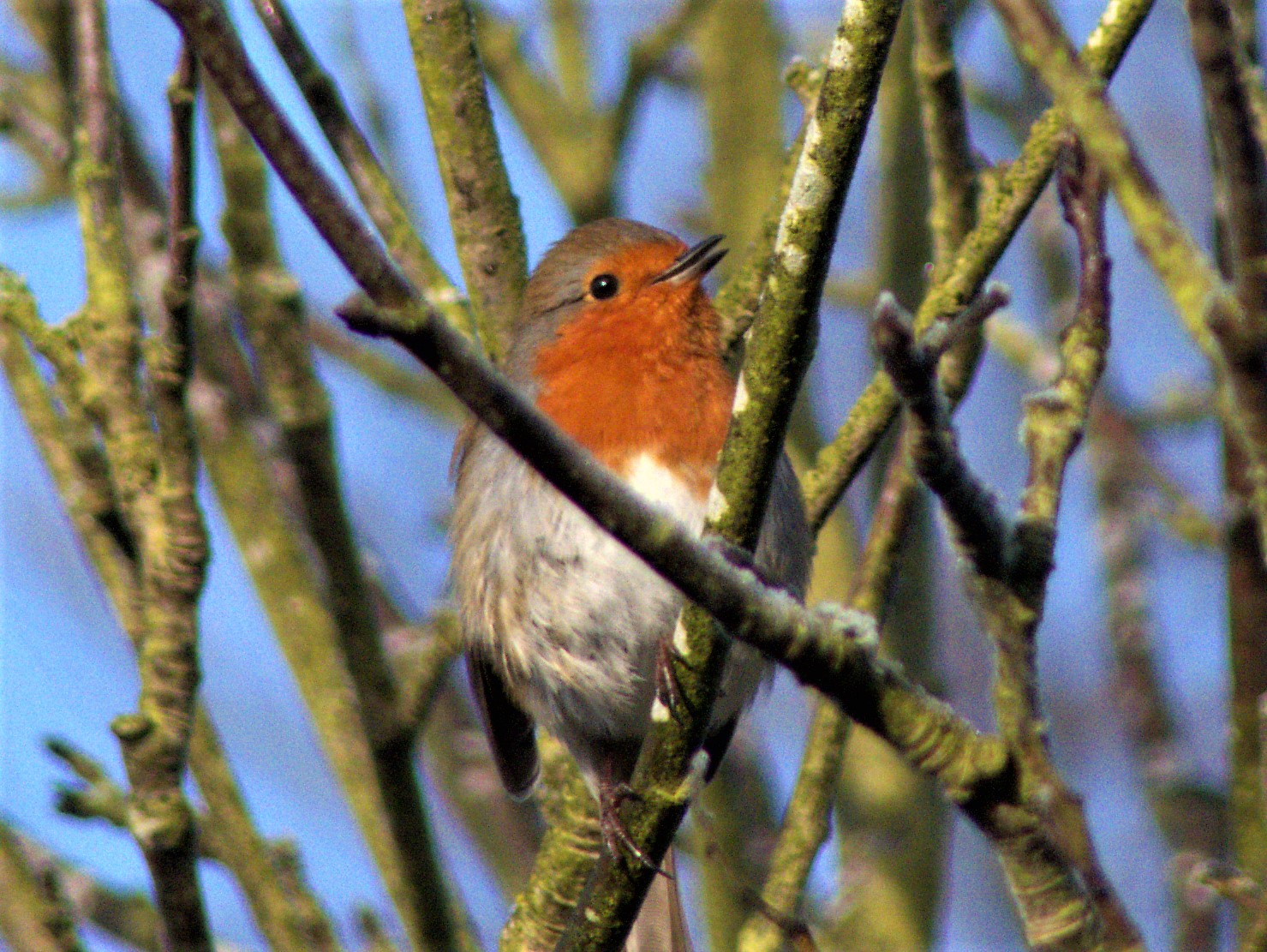 Singing Robin