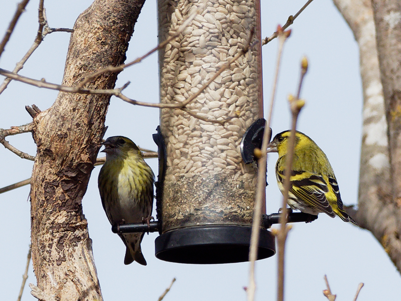 Siskin couple