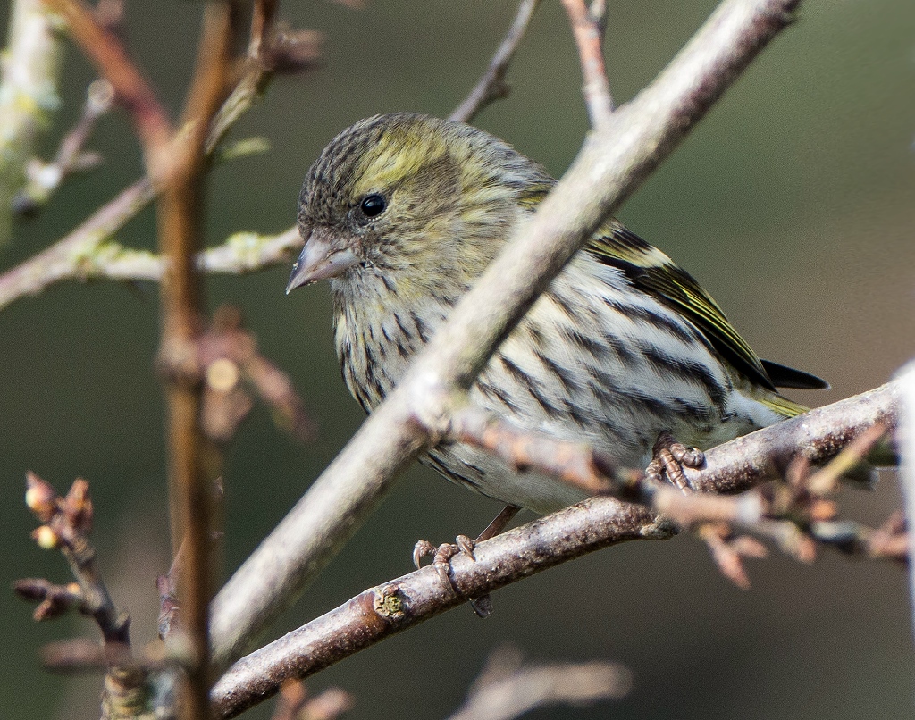 Siskin