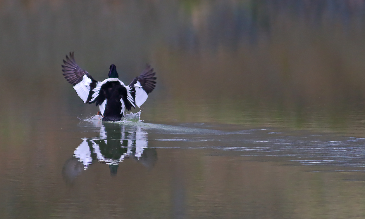 Sitting duck!!Common Goldeneye