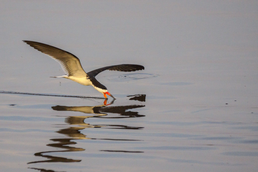 Skimmer skimming