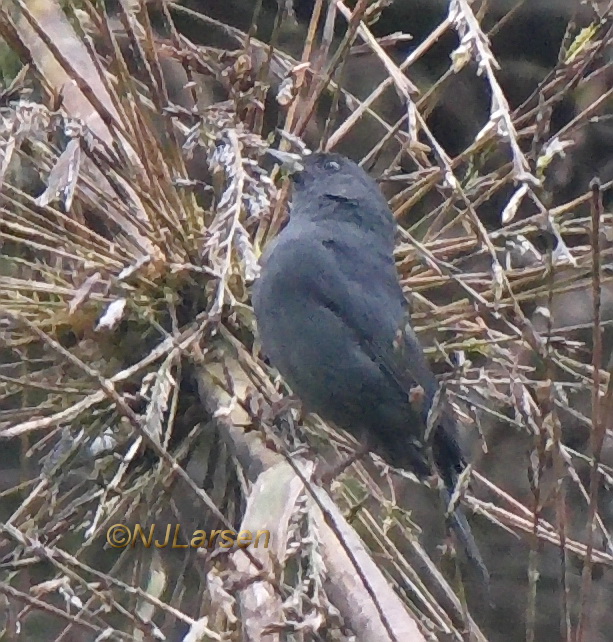 Slaty Finch