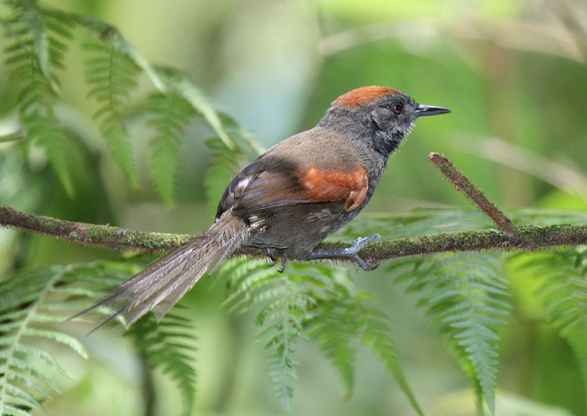 Slaty Spinetail