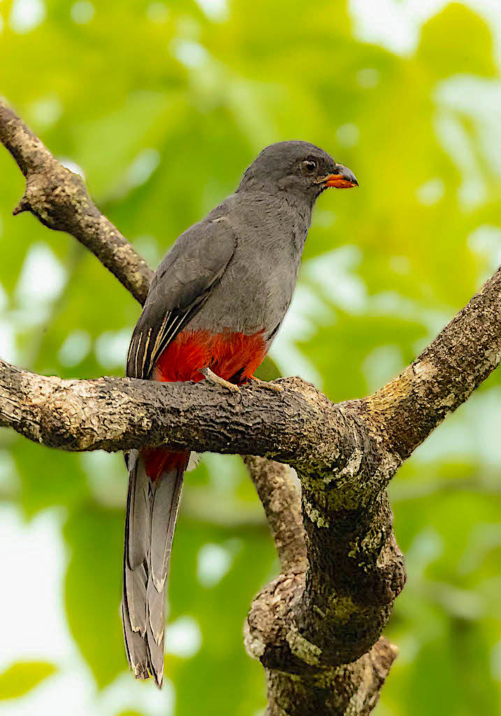 Slaty-tailed Trogon (female)