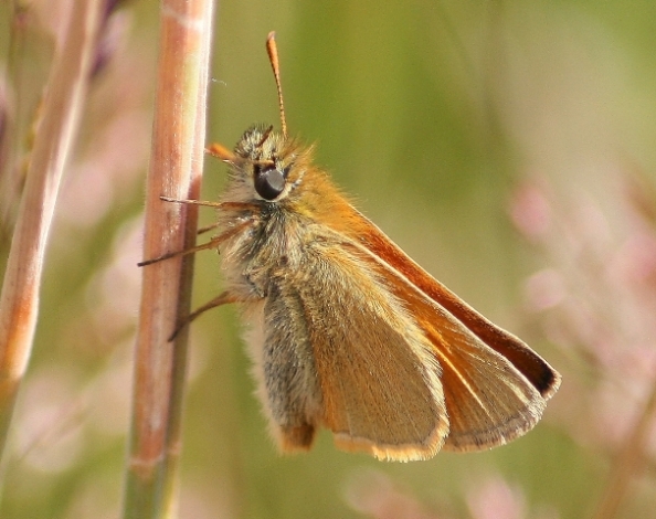 Small Skipper