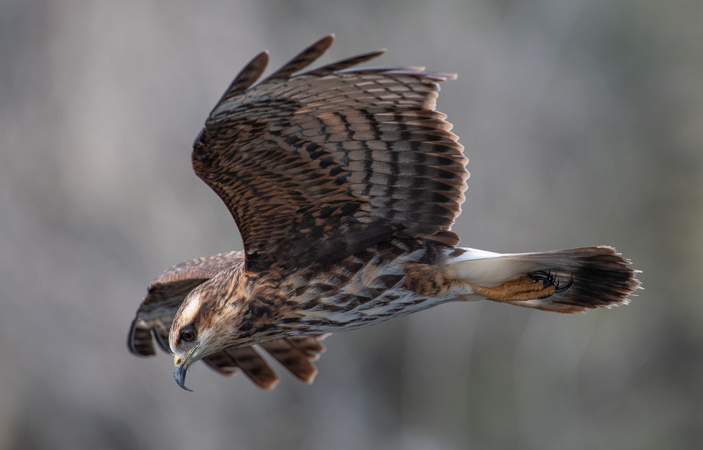 Snail Kite