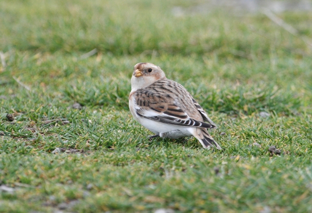 Snow Bunting