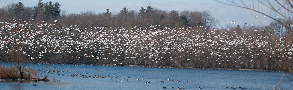 Snow Geese Migration