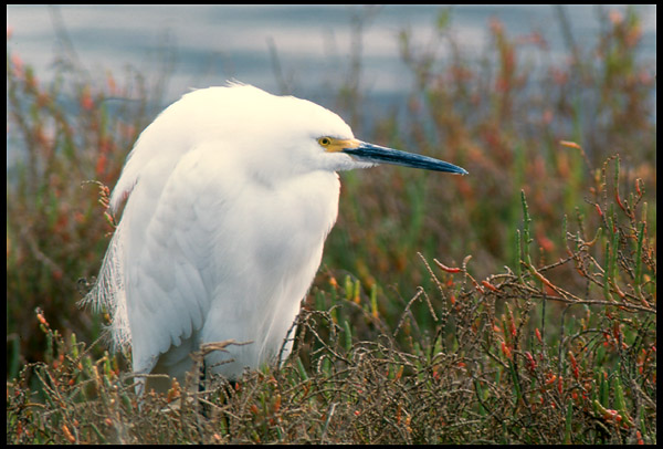 snowy egret