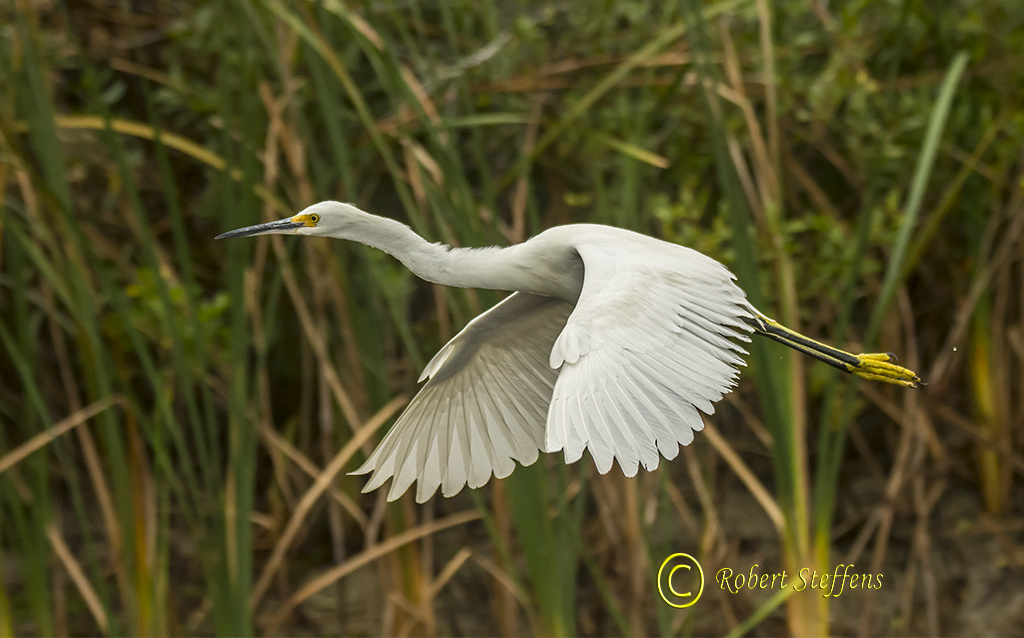 Snowy Egret