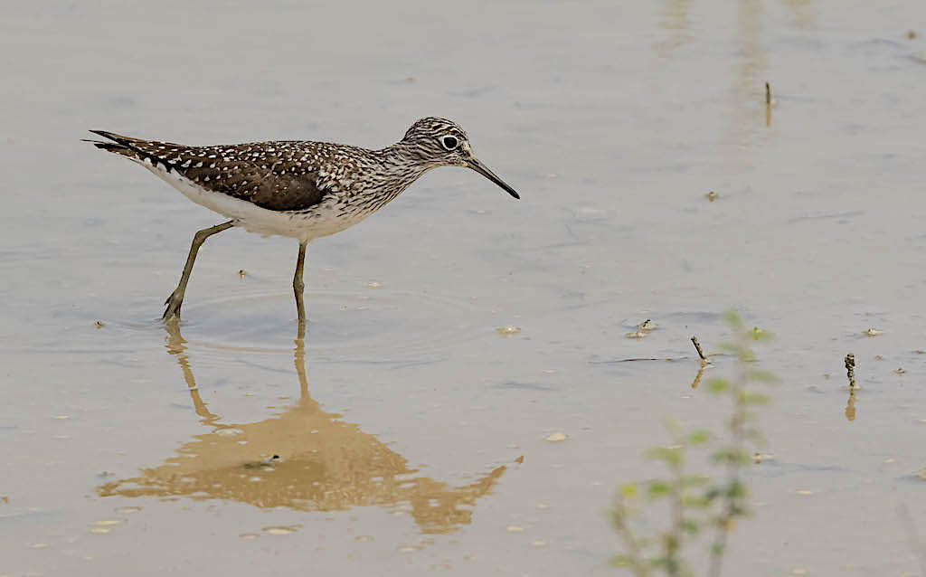 Solitary Sandpiper