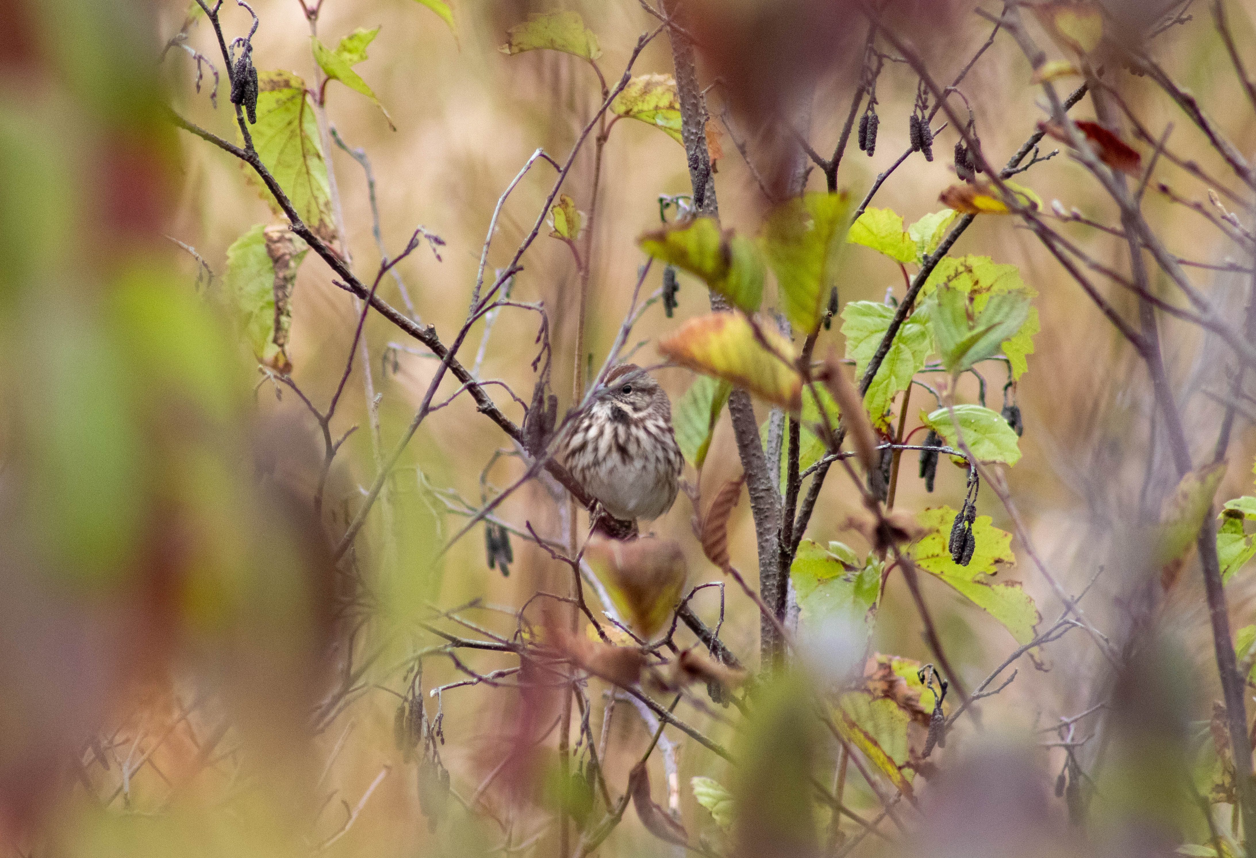 Song Sparrow