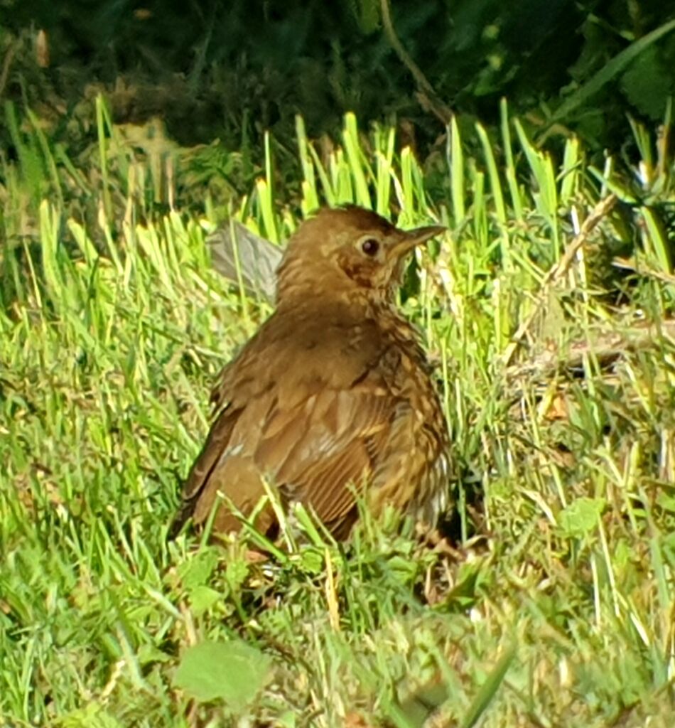 Song Thrush juvenile basking in the sun