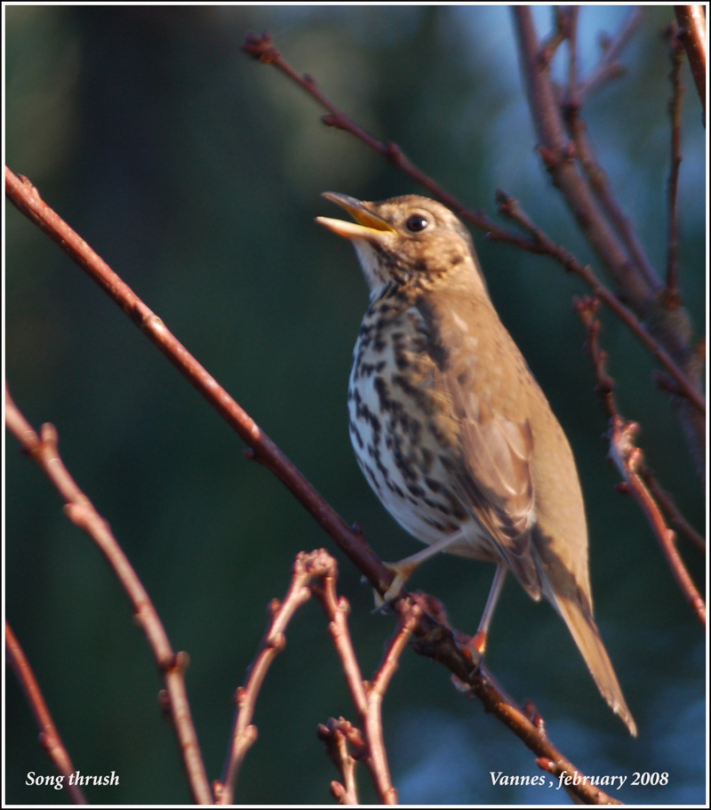 Song thrush