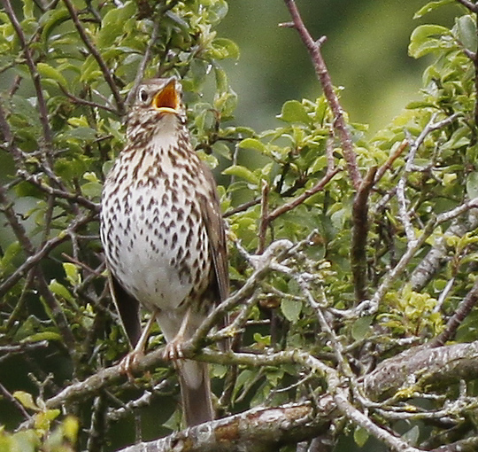 Song Thrush