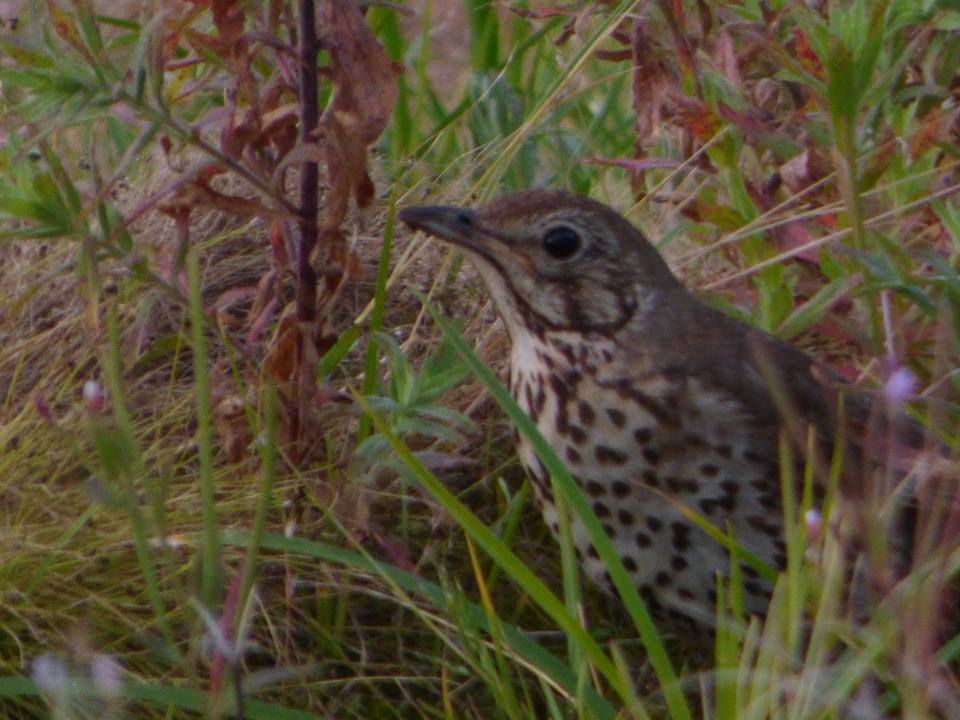 Song Thrush