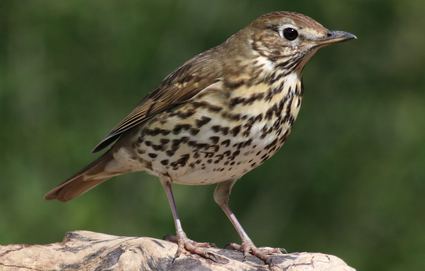 Song Thrush | BirdForum