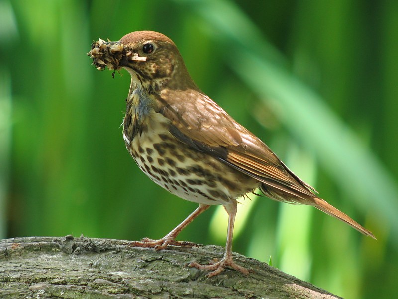 song thrush